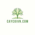 caycoivn.com